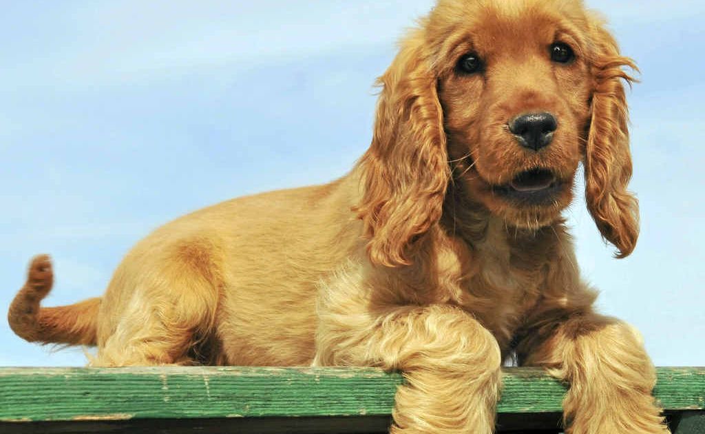 There are many similarities between prostate disease in men and intact dogs. There are many similarities between prostate disease in men and intact dogs.